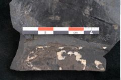 Foto (Detailansicht) von Quercus pachyphylla Ettingshausen (NHMW-GEO-2024-0188-10272)